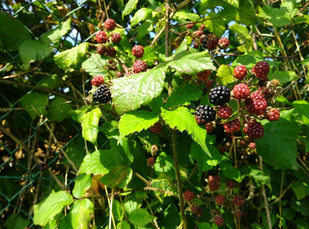 Brombeeren