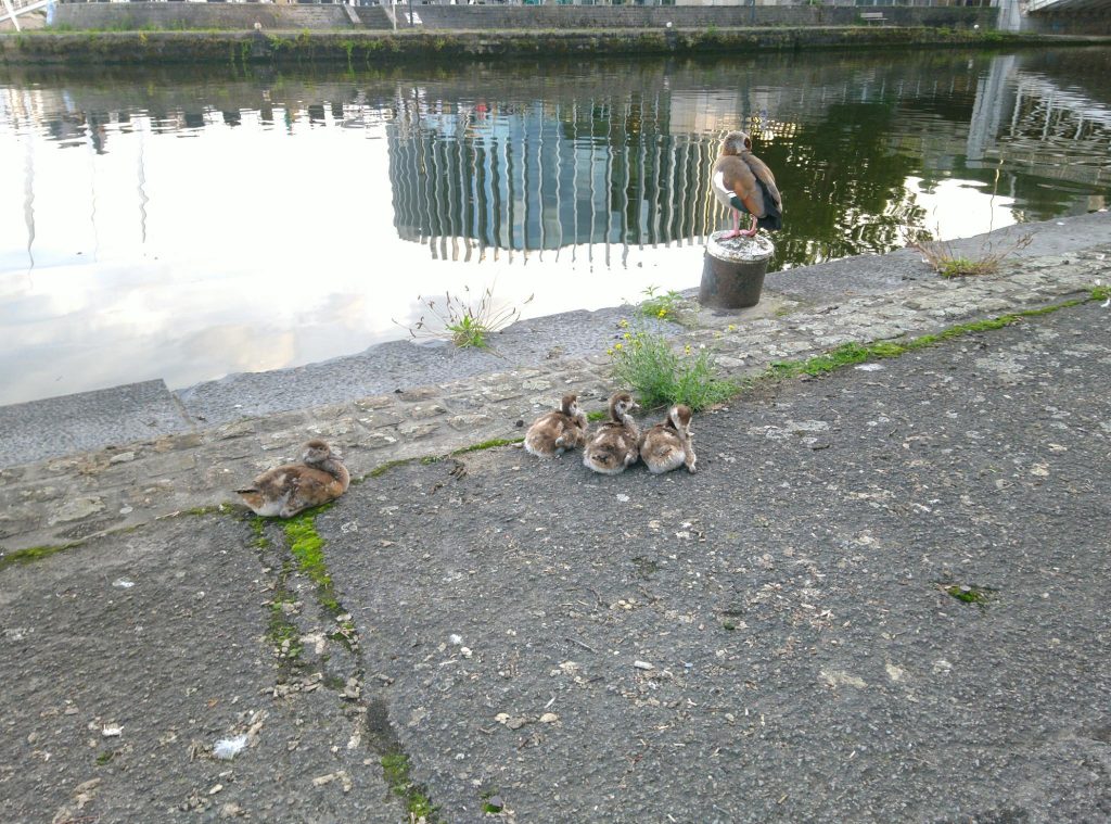 Gans mit Küken