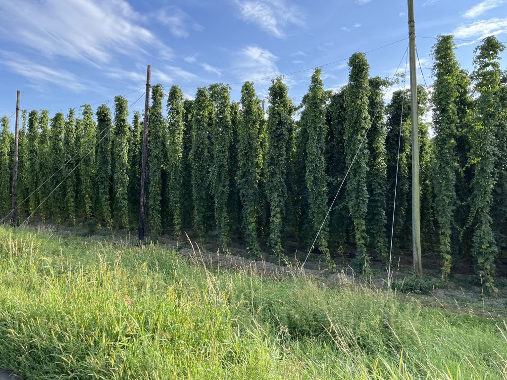 Hopfenanbau bei Ravensburg